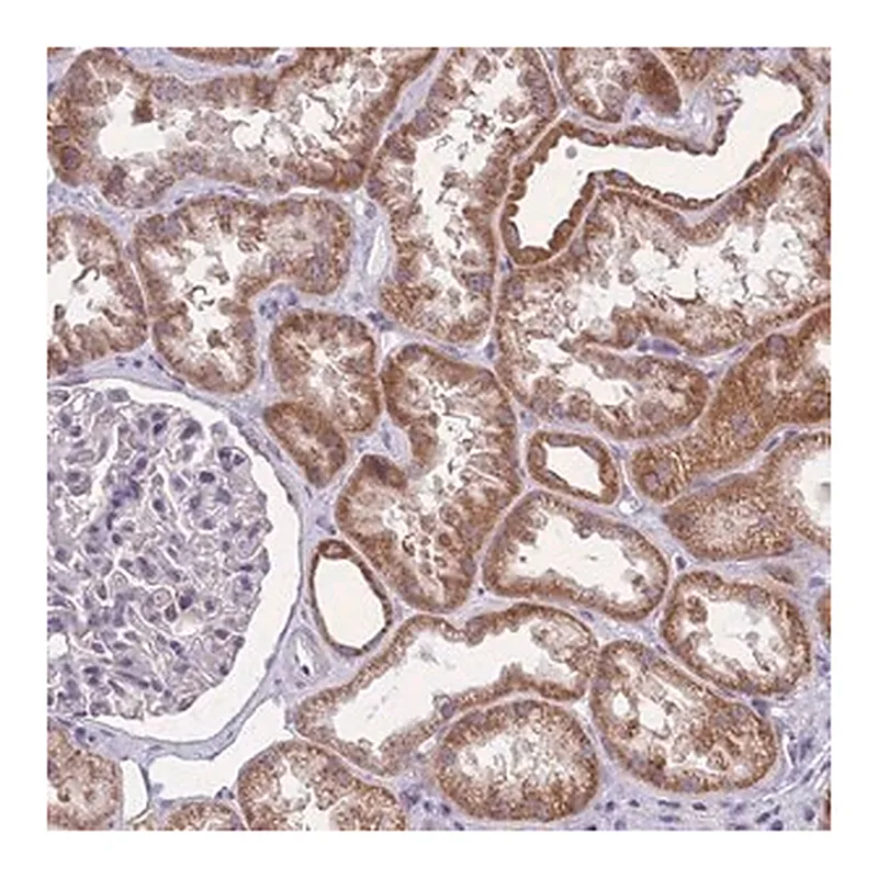 Merck Anti-MRPS18C antibody produced in rabbit