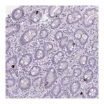 Merck Anti-ZNF43 antibody produced in rabbit