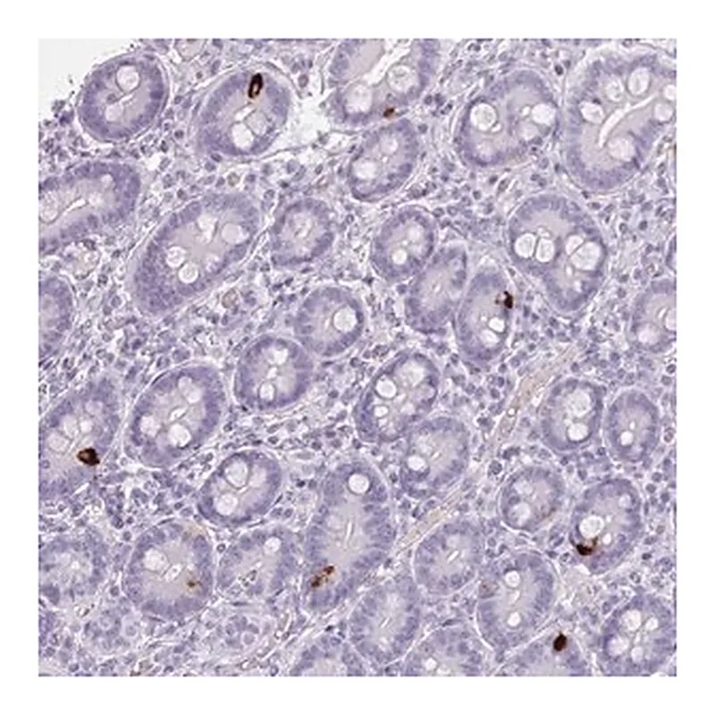 Merck Anti-ZNF43 antibody produced in rabbit