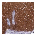 Merck Anti-RAB2B antibody produced in rabbit