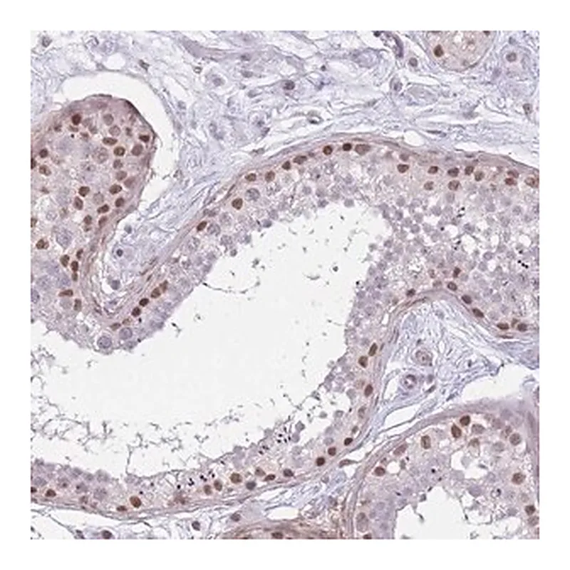 Merck Anti-SIN3B antibody produced in rabbit