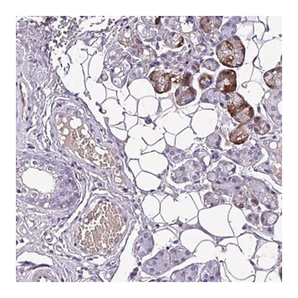 Merck Anti-C11ORF91 antibody produced in rabbit