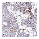 Merck Anti-C11ORF91 antibody produced in rabbit