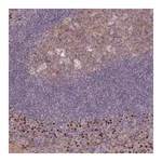 Merck Anti-ERCC6L antibody produced in rabbit