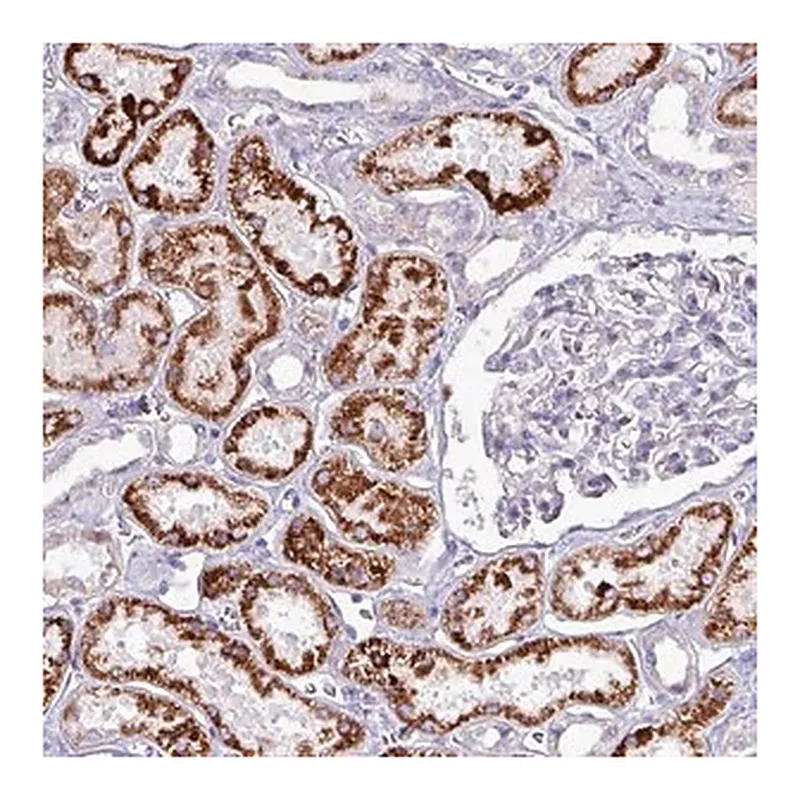 Merck Anti-HSD3B7 antibody produced in rabbit