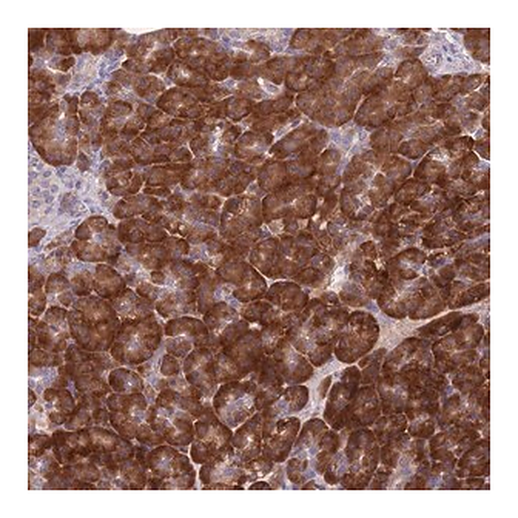 Merck Anti-NDUFAF6 antibody produced in rabbit