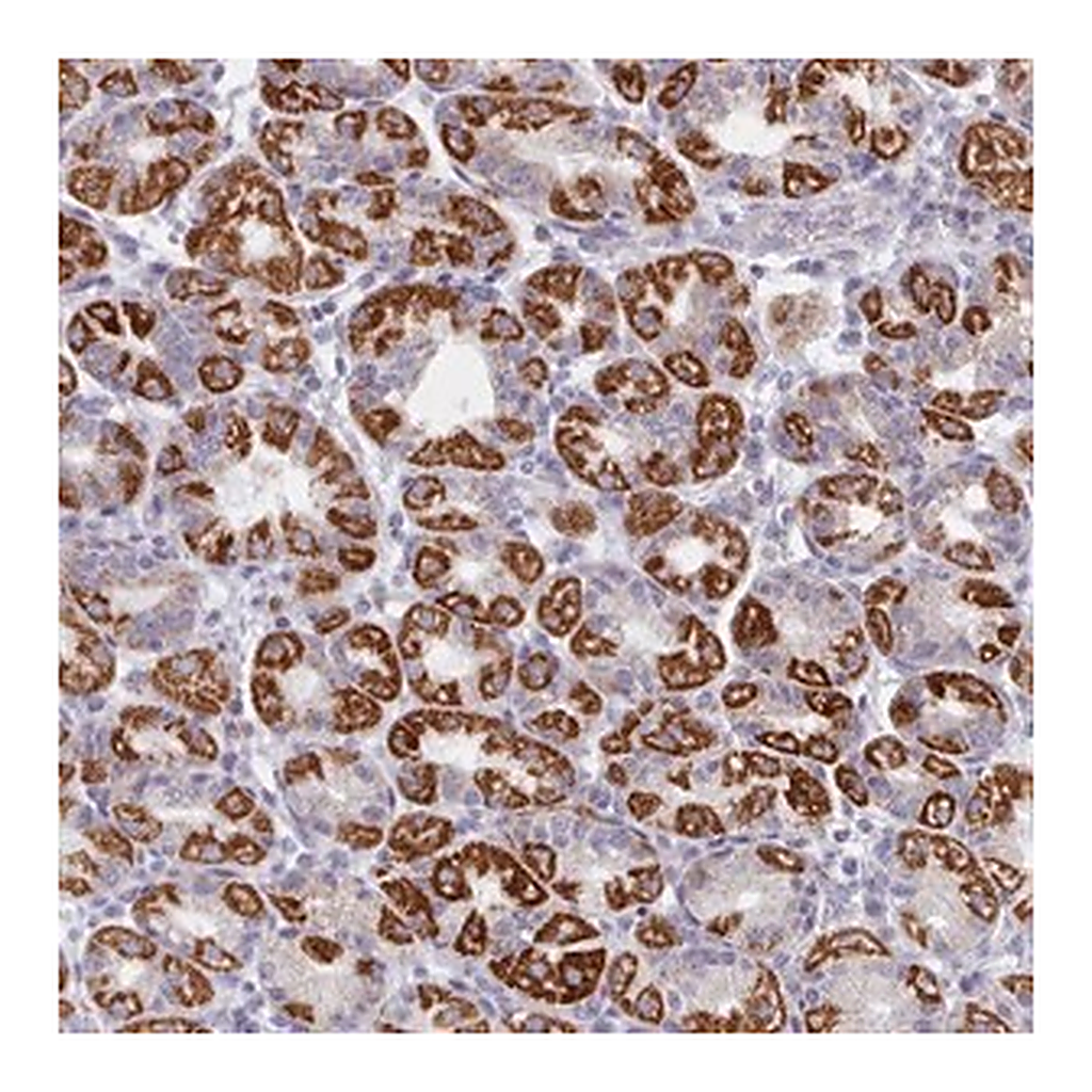 Merck Anti-FAM170B antibody produced in rabbit