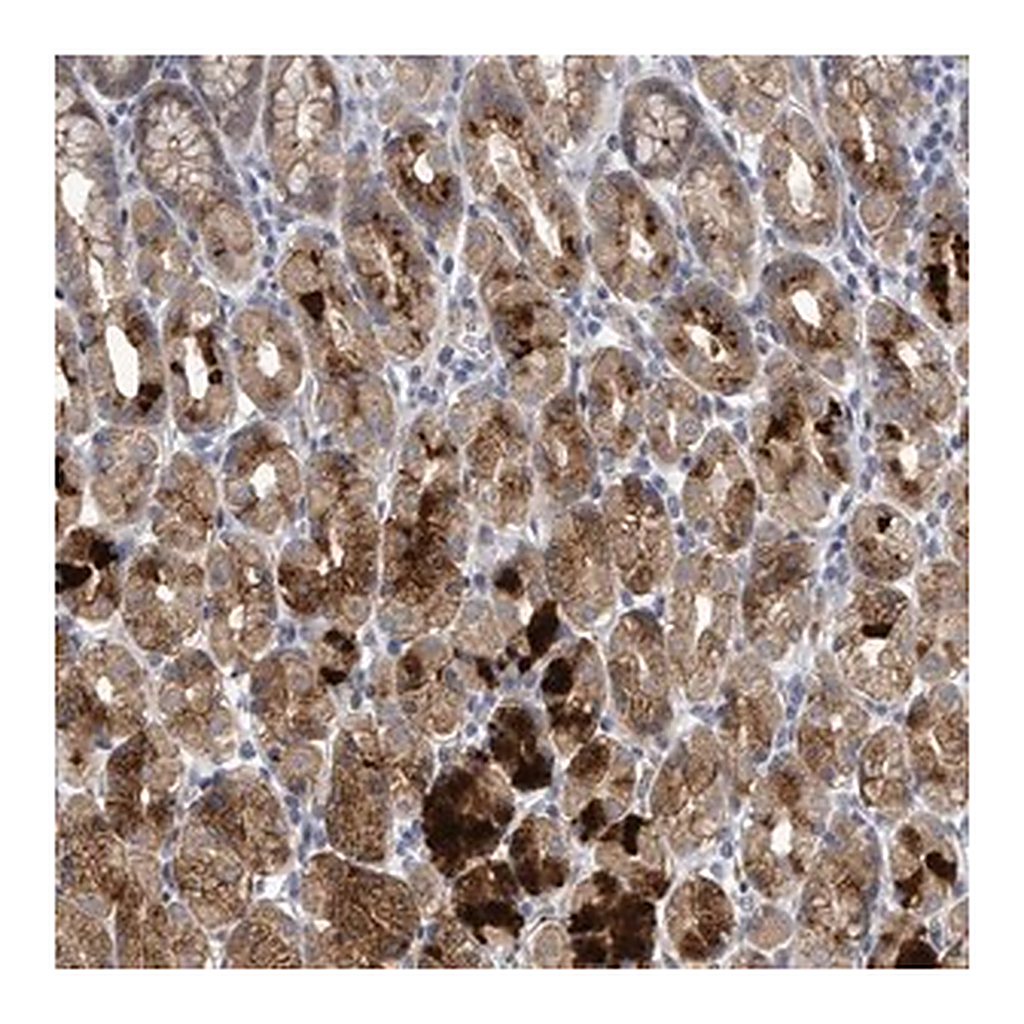 Merck Anti-C9ORF152 antibody produced in rabbit
