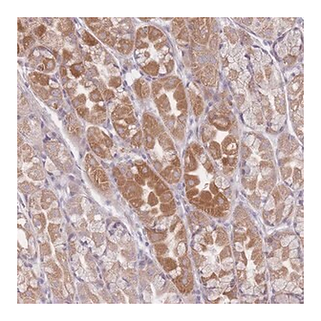 Merck Anti-CHCHD7 antibody produced in rabbit