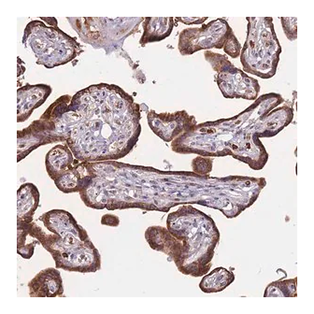 Merck Anti-ATP10D antibody produced in rabbit