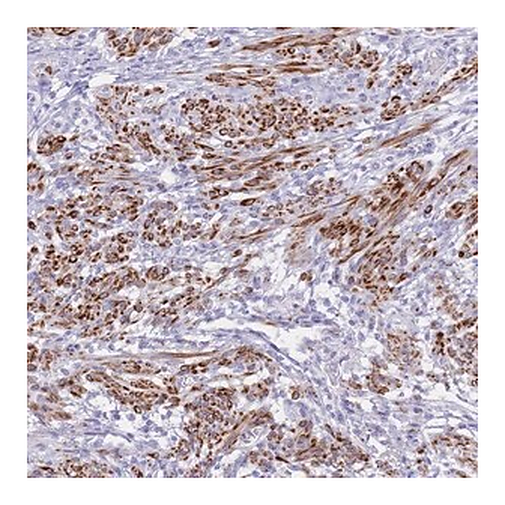 Merck Anti-KCTD15 antibody produced in rabbit