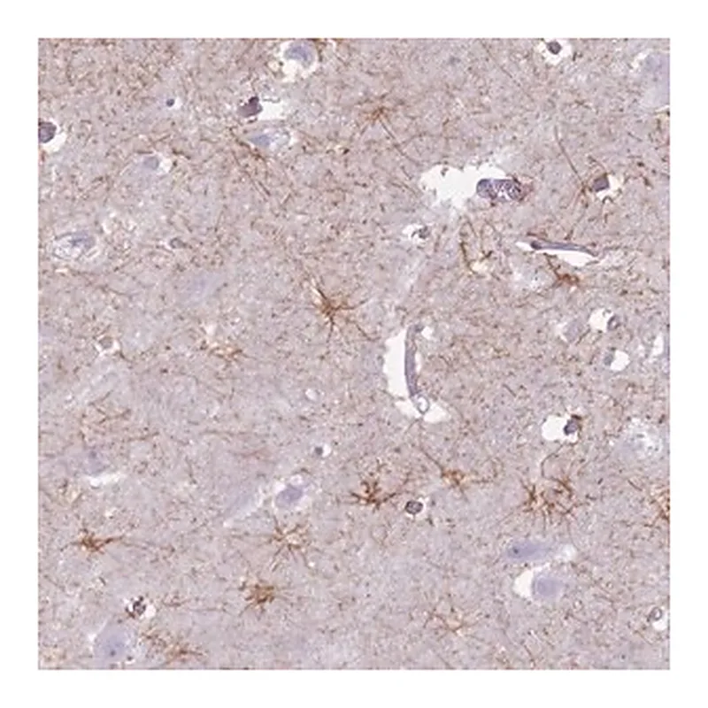 Merck Anti-FAM43B antibody produced in rabbit