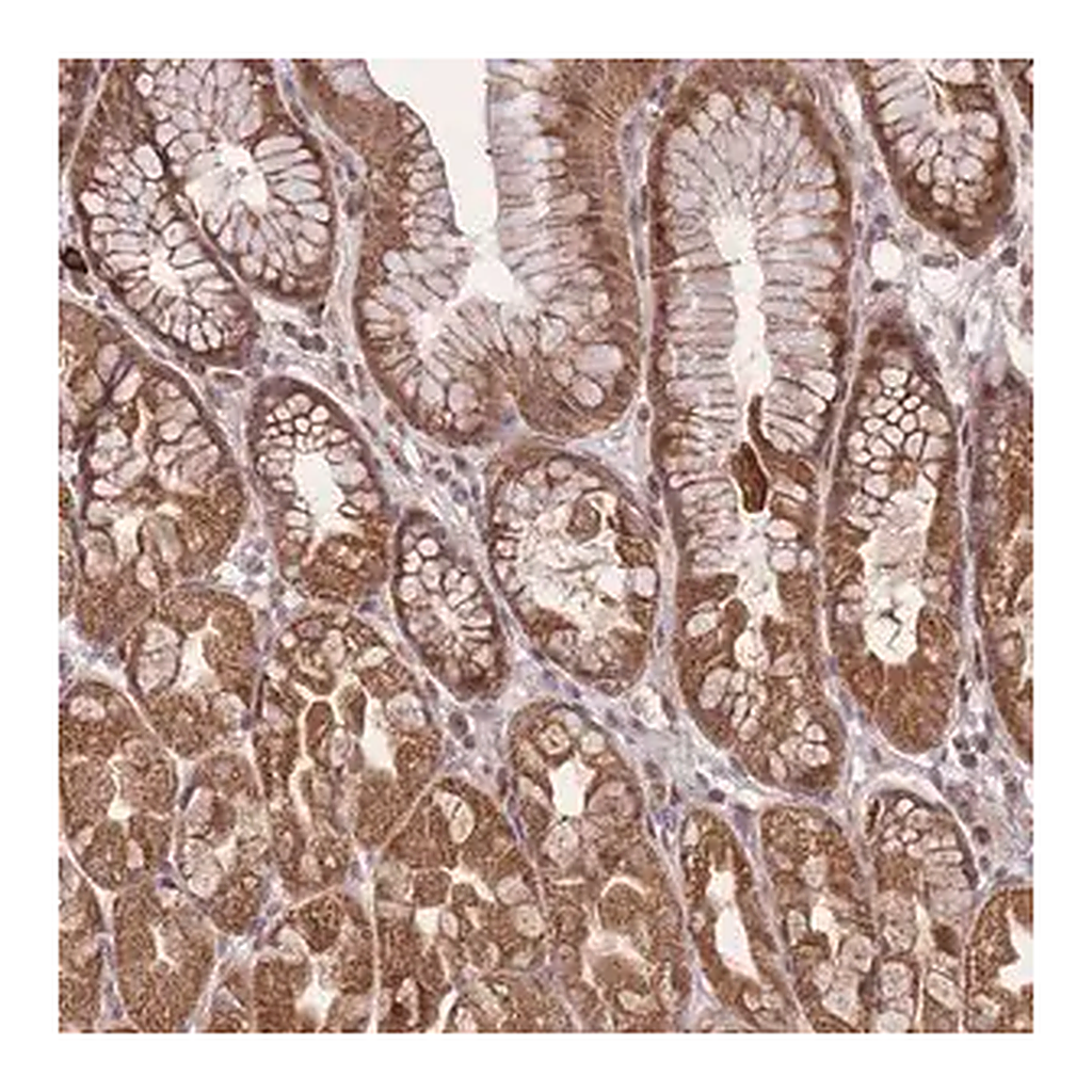 Merck Anti-ZNF391 antibody produced in rabbit