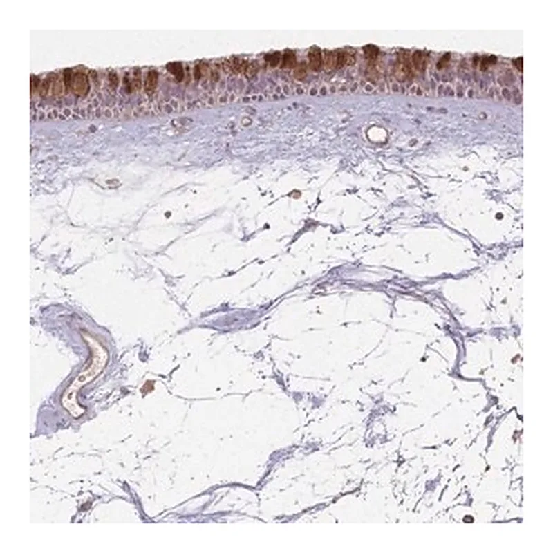 Merck Anti-CCDC168 antibody produced in rabbit