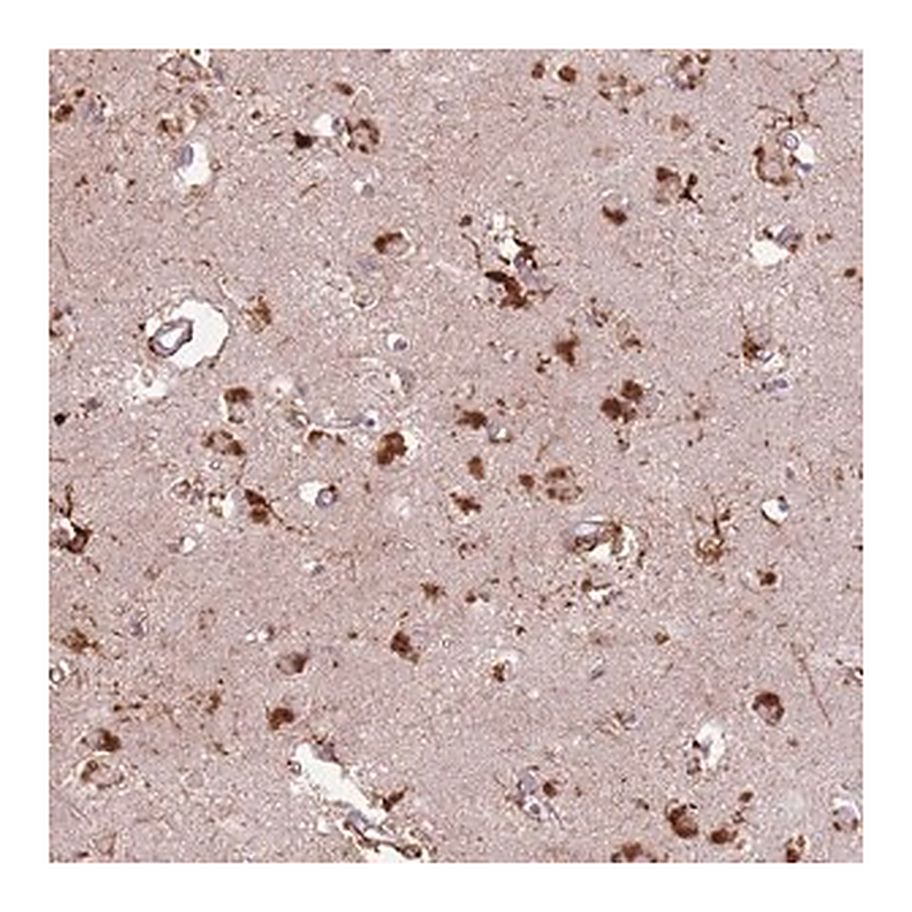 Merck Anti-GDPGP1 antibody produced in rabbit