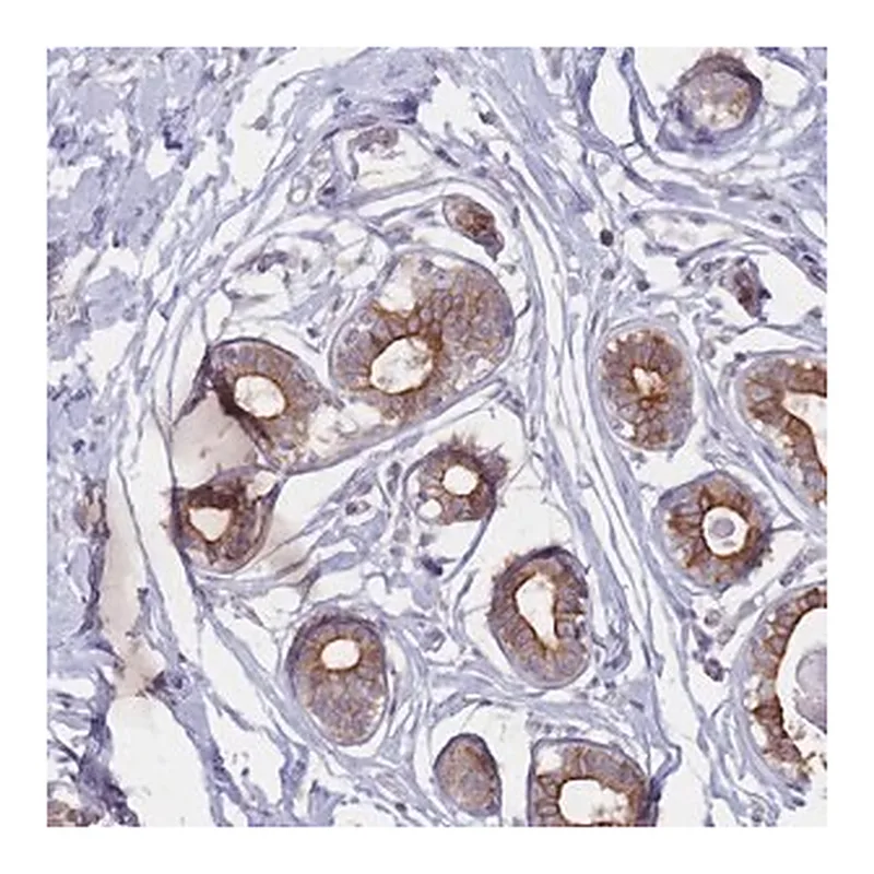 Merck Anti-EFCC1 antibody produced in rabbit