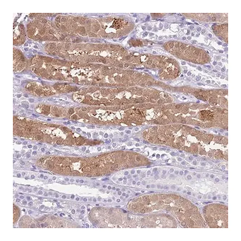 Merck Anti-TMEM185A antibody produced in rabbit