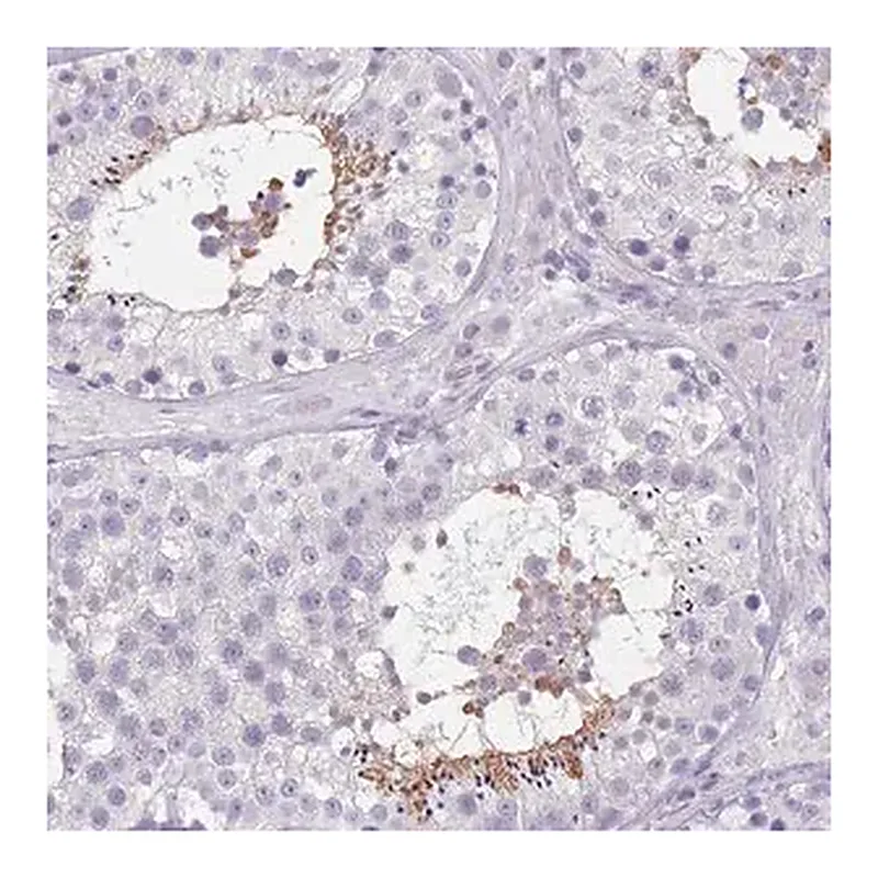 Merck Anti-TCP11 antibody produced in rabbit