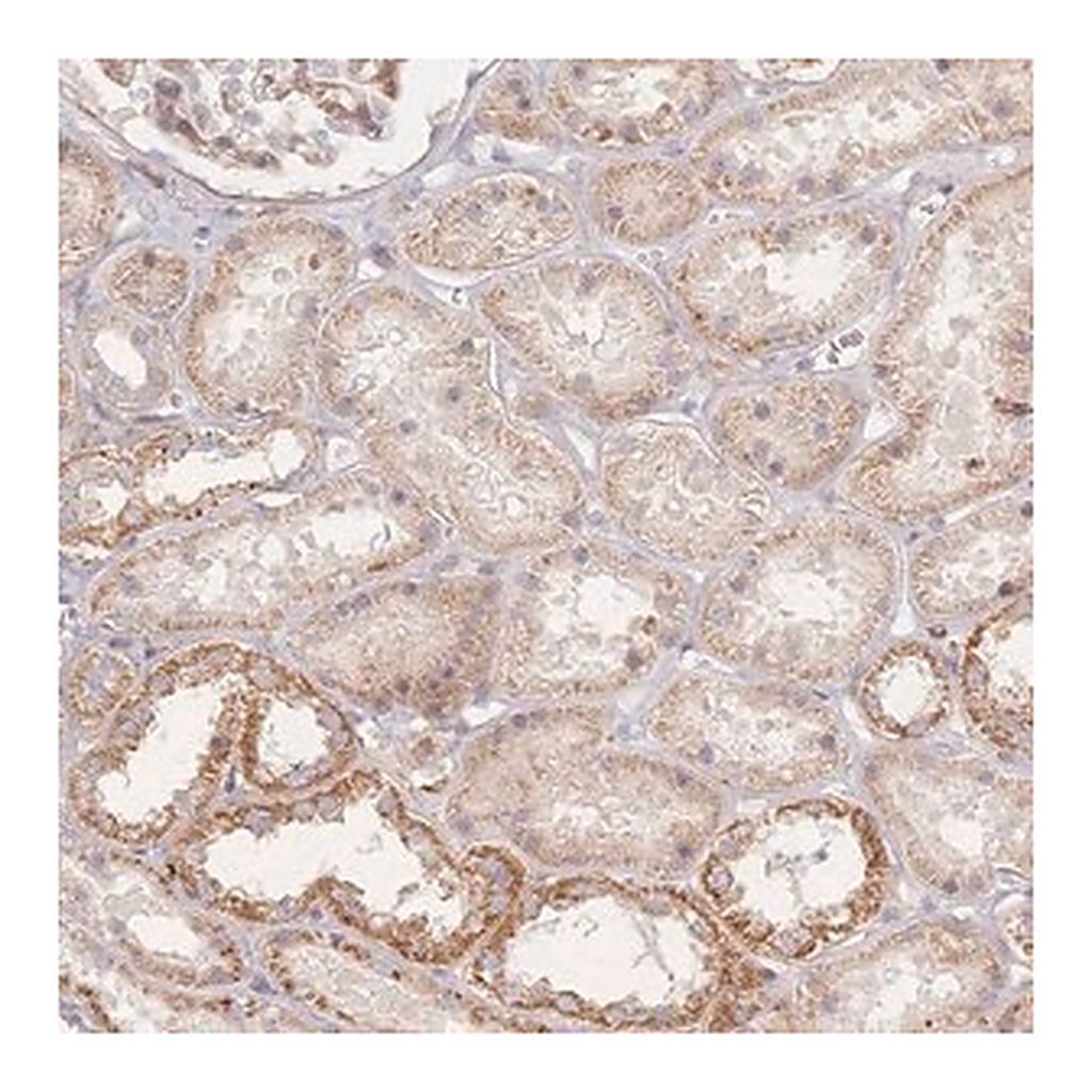 Merck Anti-ZNF852 antibody produced in rabbit