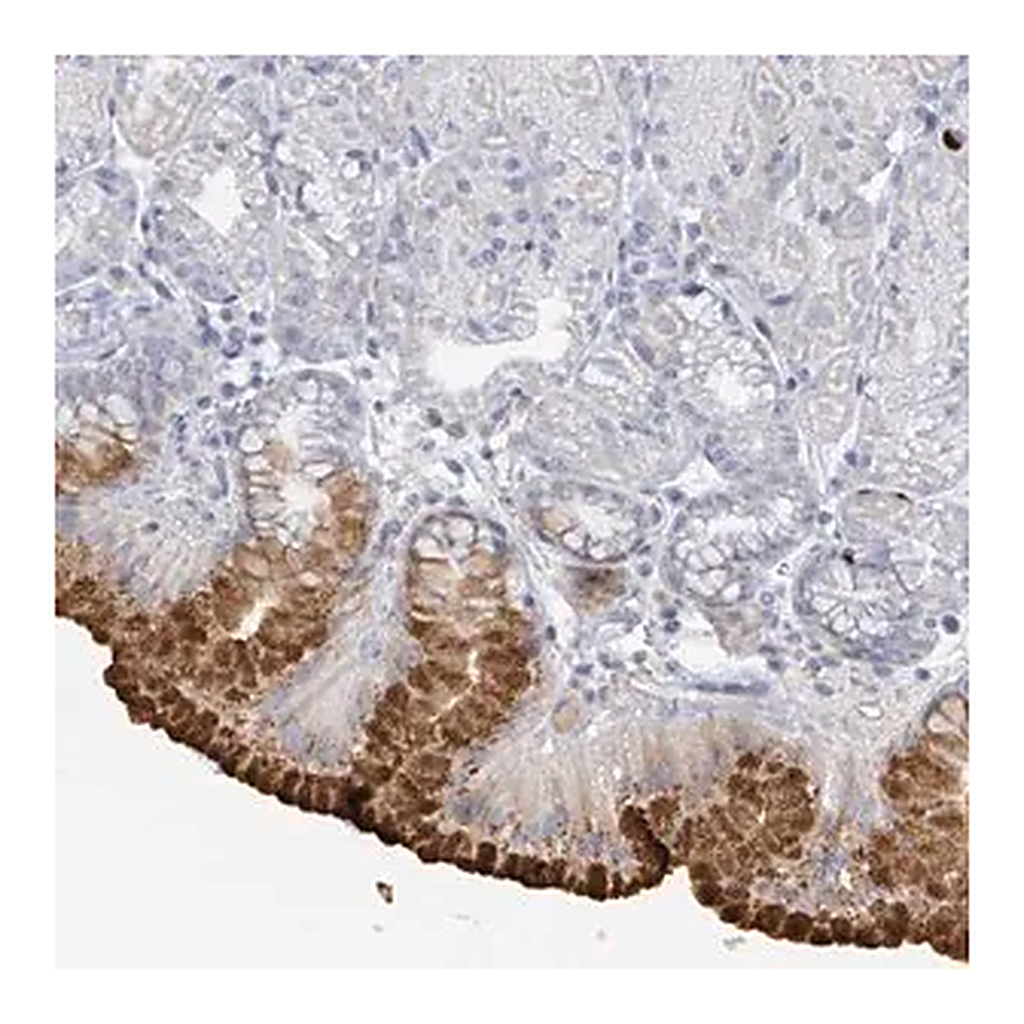 Merck Anti-RAB33B antibody produced in rabbit