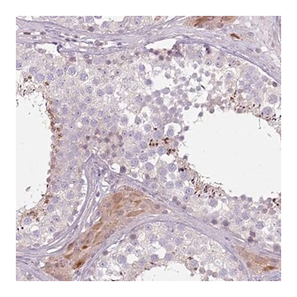 Merck Anti-SPAG4 antibody produced in rabbit