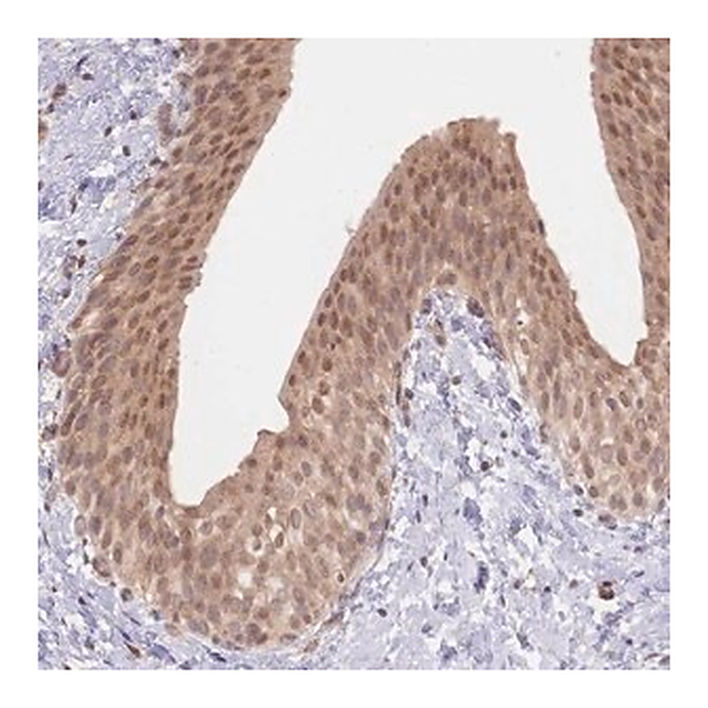 Merck Anti-TMEM55B antibody produced in rabbit