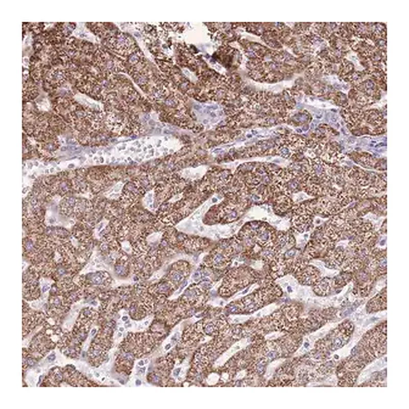 Merck Anti-PCSK1 antibody produced in rabbit