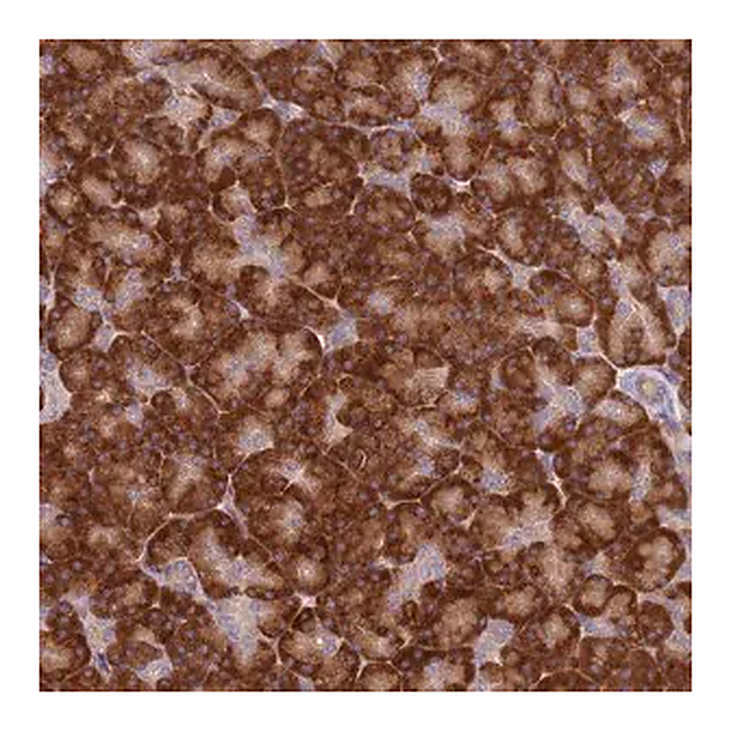 Merck Anti-SPATA2 antibody produced in rabbit
