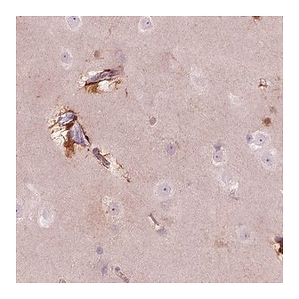 Merck Anti-KCNG2 antibody produced in rabbit
