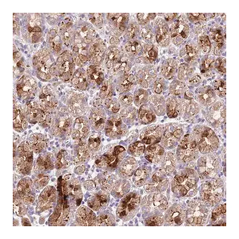 Merck Anti-LIPJ antibody produced in rabbit