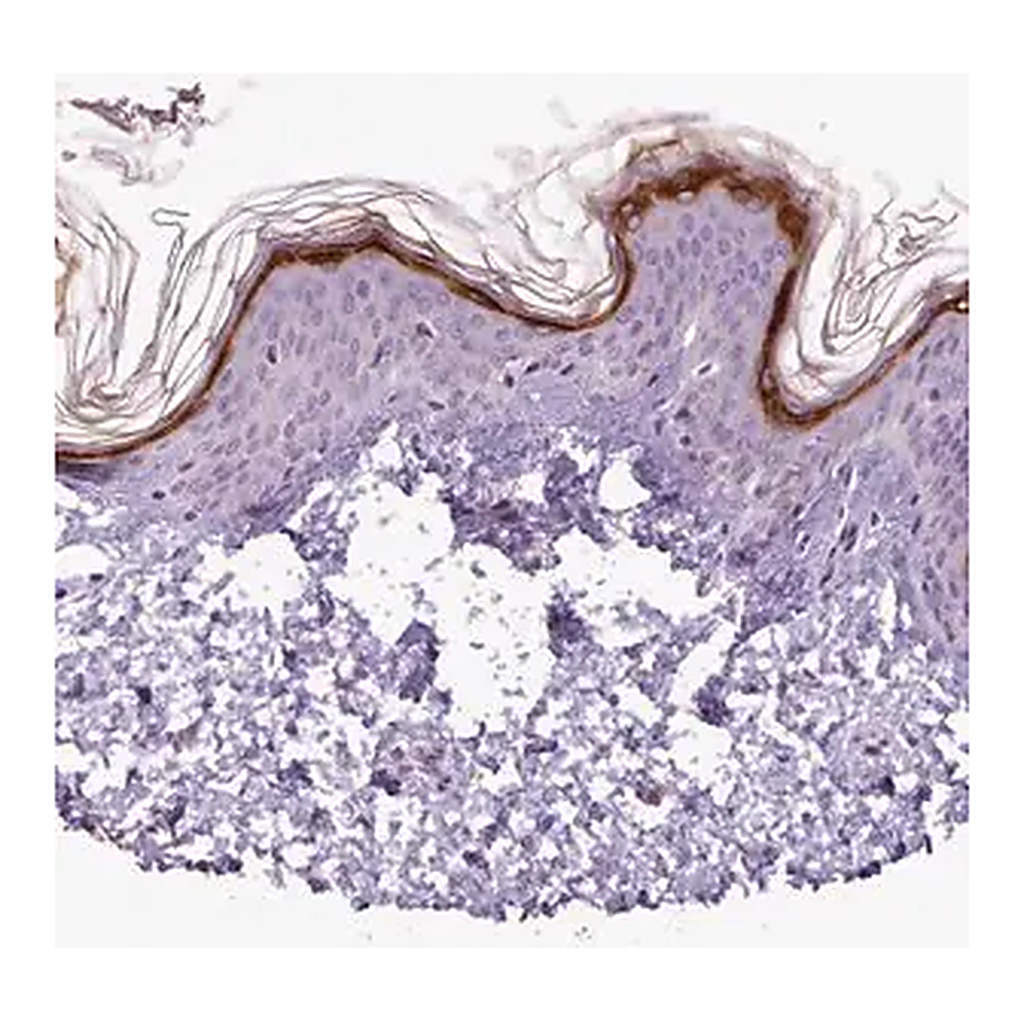 Merck Anti-SLURP1 antibody produced in rabbit