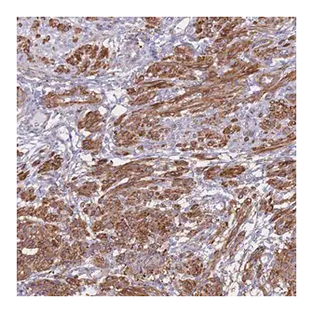 Merck Anti-TIAF1 antibody produced in rabbit