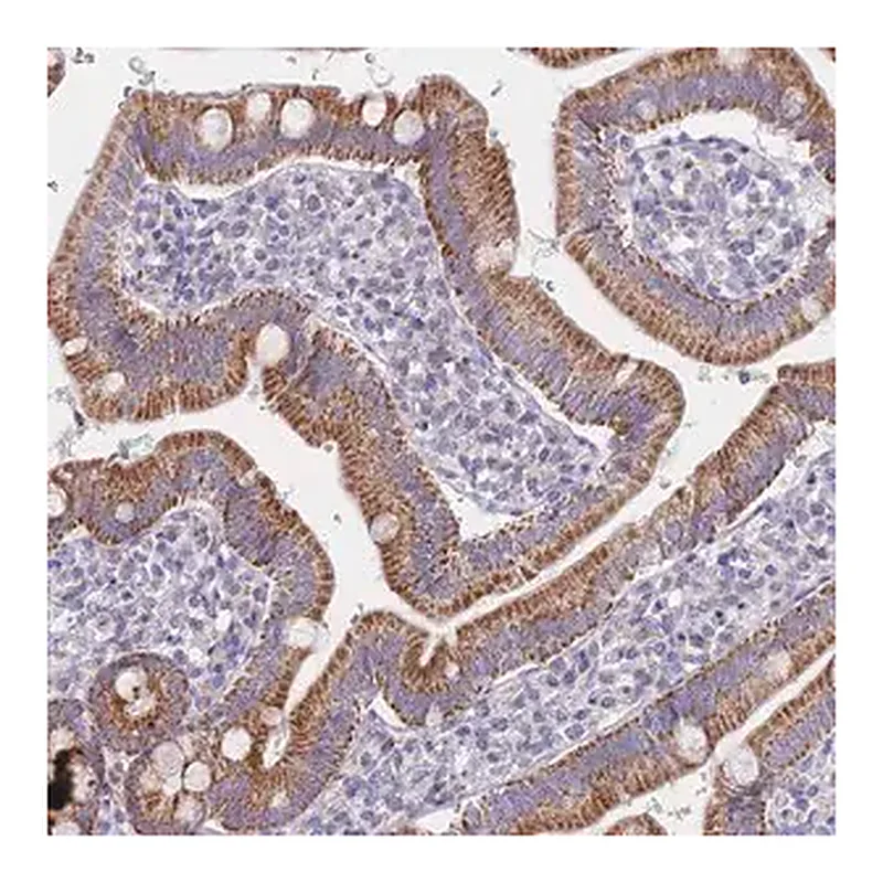 Merck Anti-MRPS14 antibody produced in rabbit