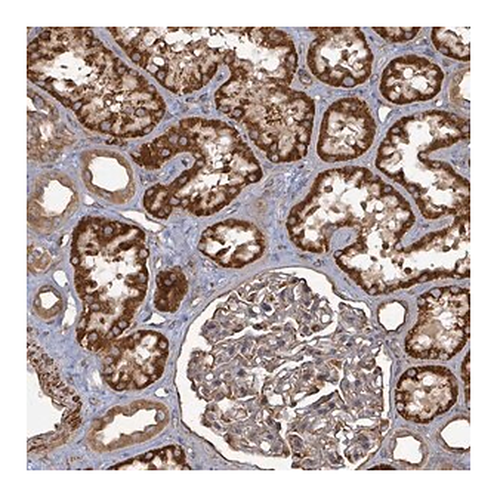 Merck Anti-AHSA2 antibody produced in rabbit