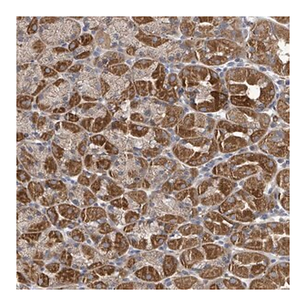 Merck Anti-HRASLS antibody produced in rabbit