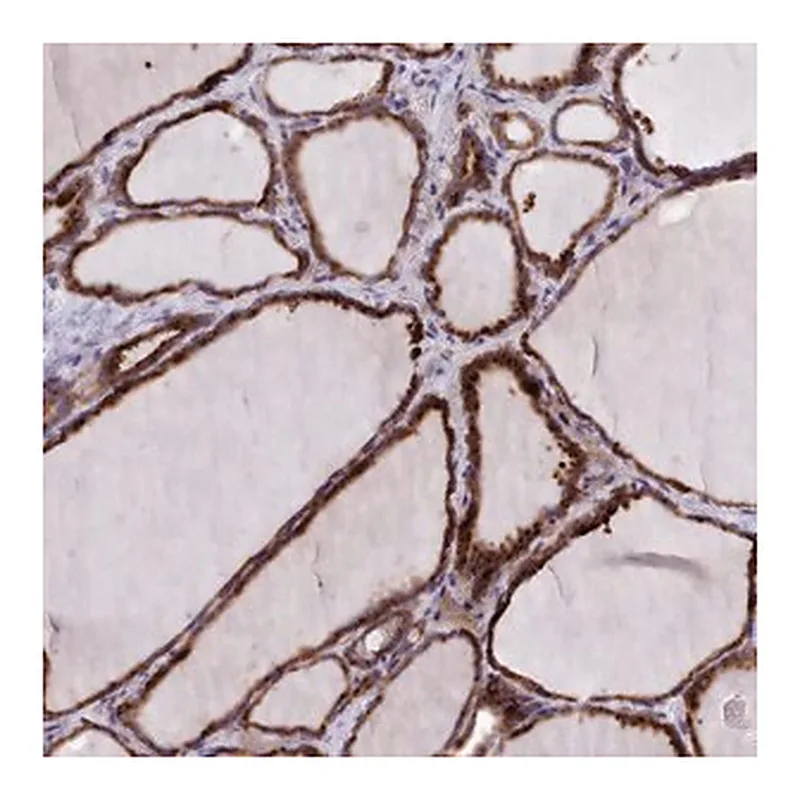Merck Anti-FKBP10 antibody produced in rabbit