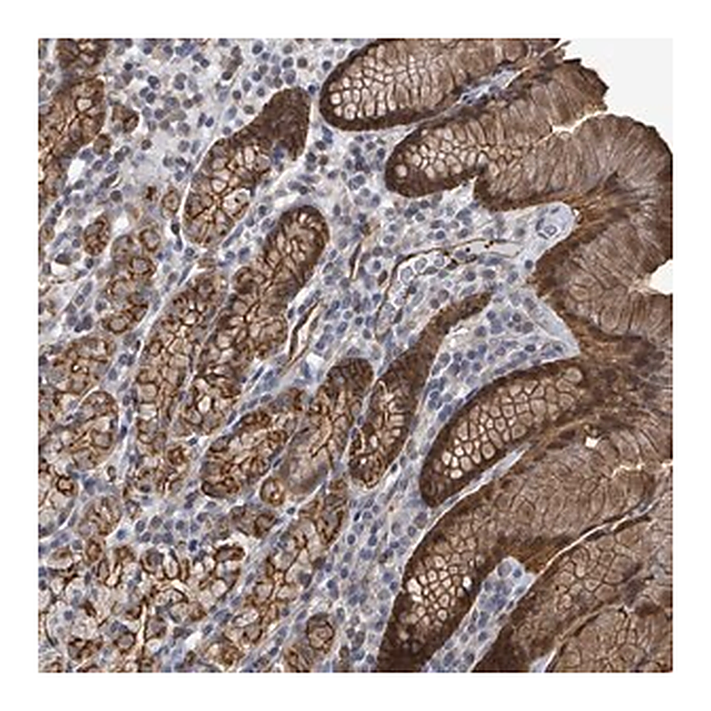 Merck Anti-PRKRIP1 antibody produced in rabbit