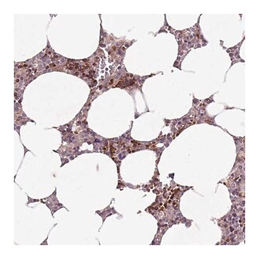 Merck Anti-SECTM1 antibody produced in rabbit