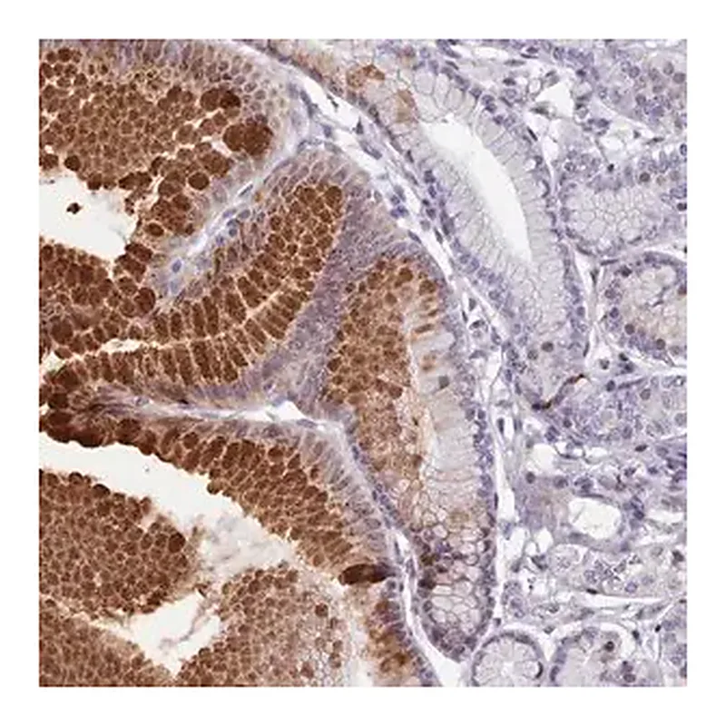 Merck Anti-KCNT2 antibody produced in rabbit