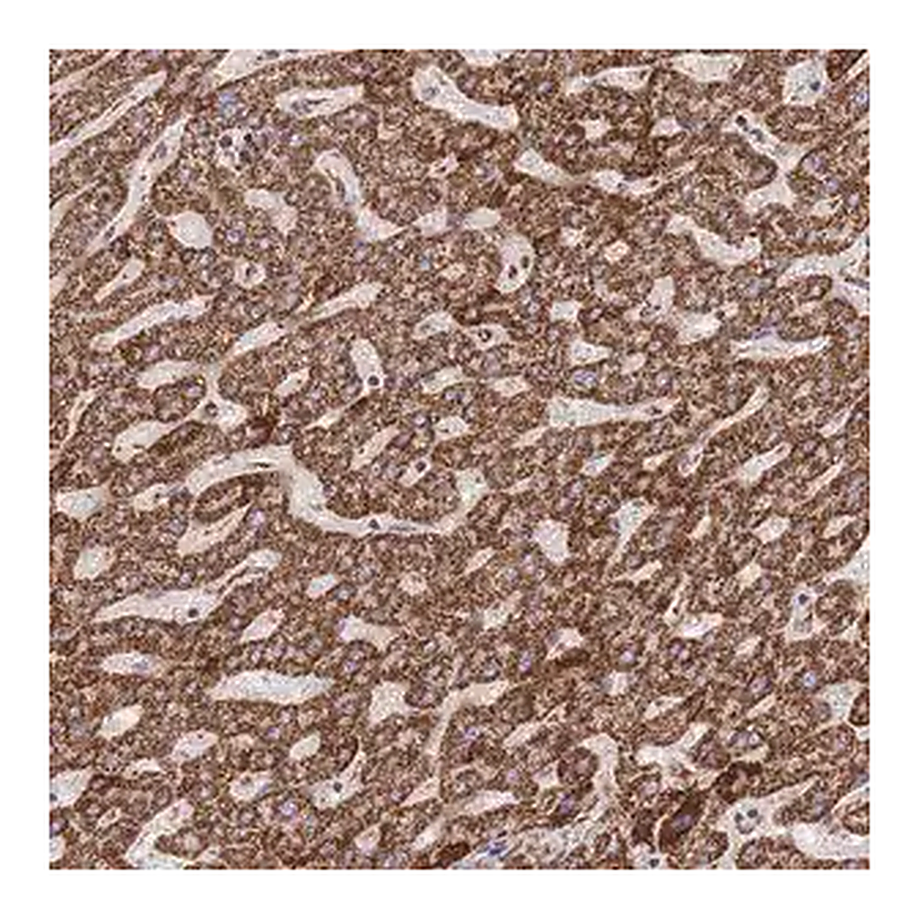 Merck Anti-GSTM1 antibody produced in rabbit