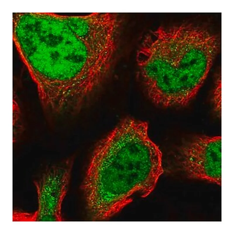 Merck Anti-ZNF281 antibody produced in rabbit