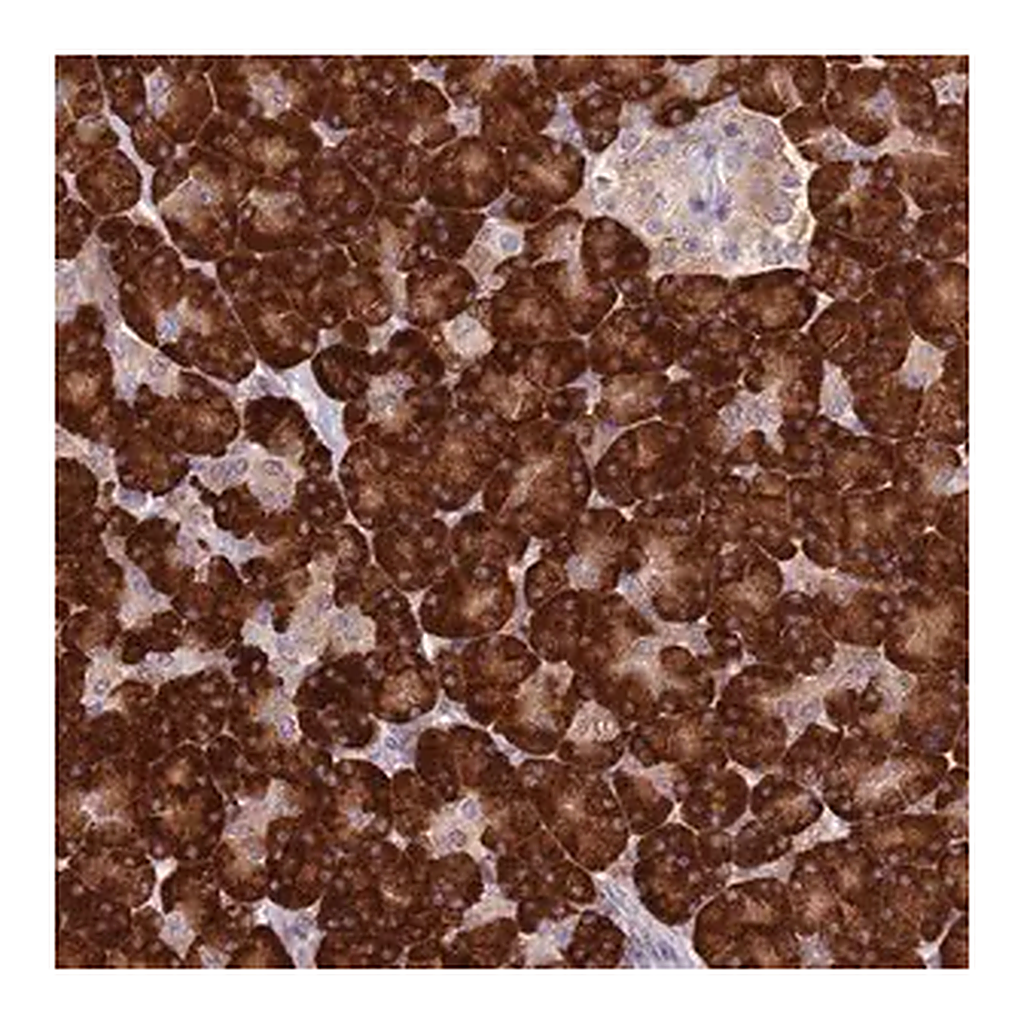Merck Anti-RPS9 antibody produced in rabbit