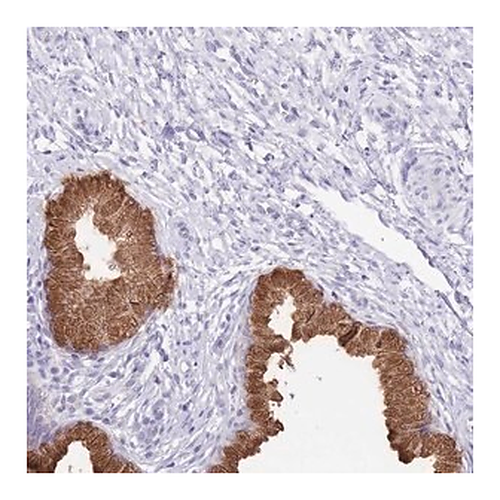 Merck Anti-OR2Z1 antibody produced in rabbit