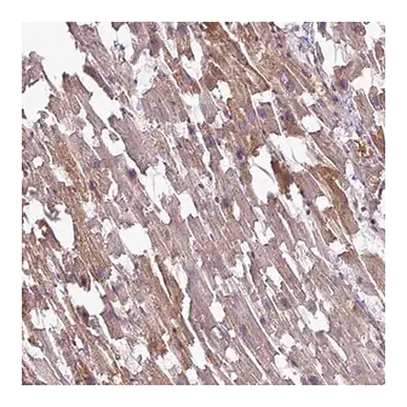 Merck Anti-TMEM178B antibody produced in rabbit