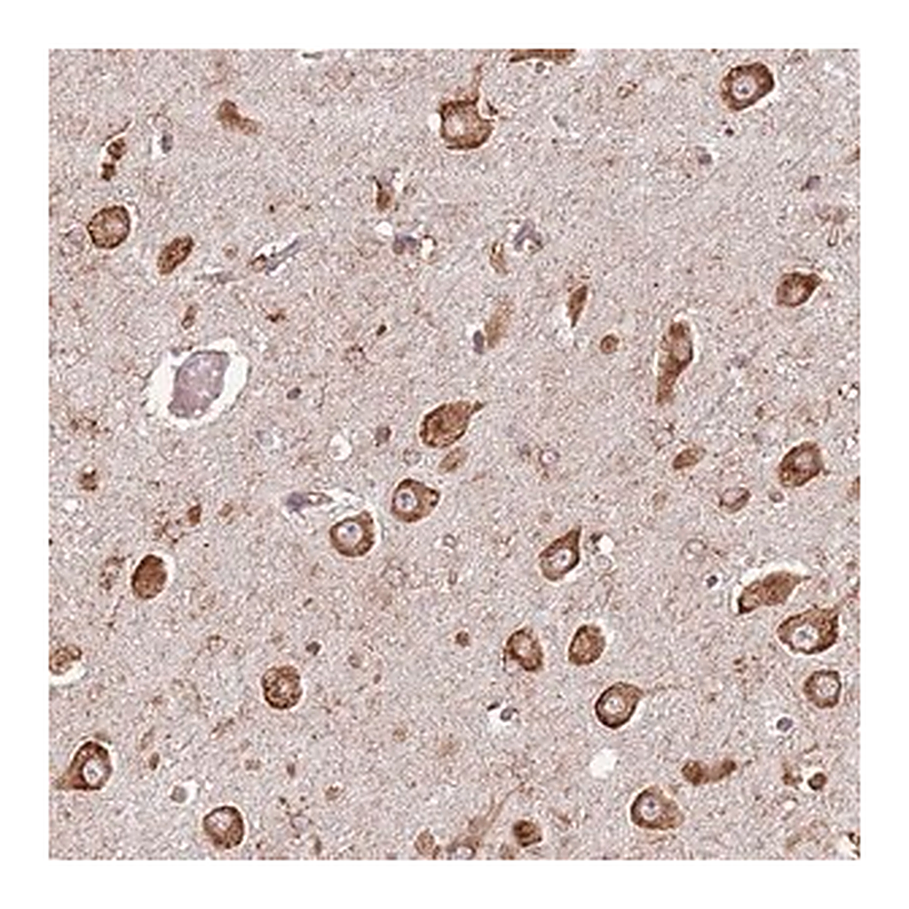 Merck Anti-FAM214B antibody produced in rabbit
