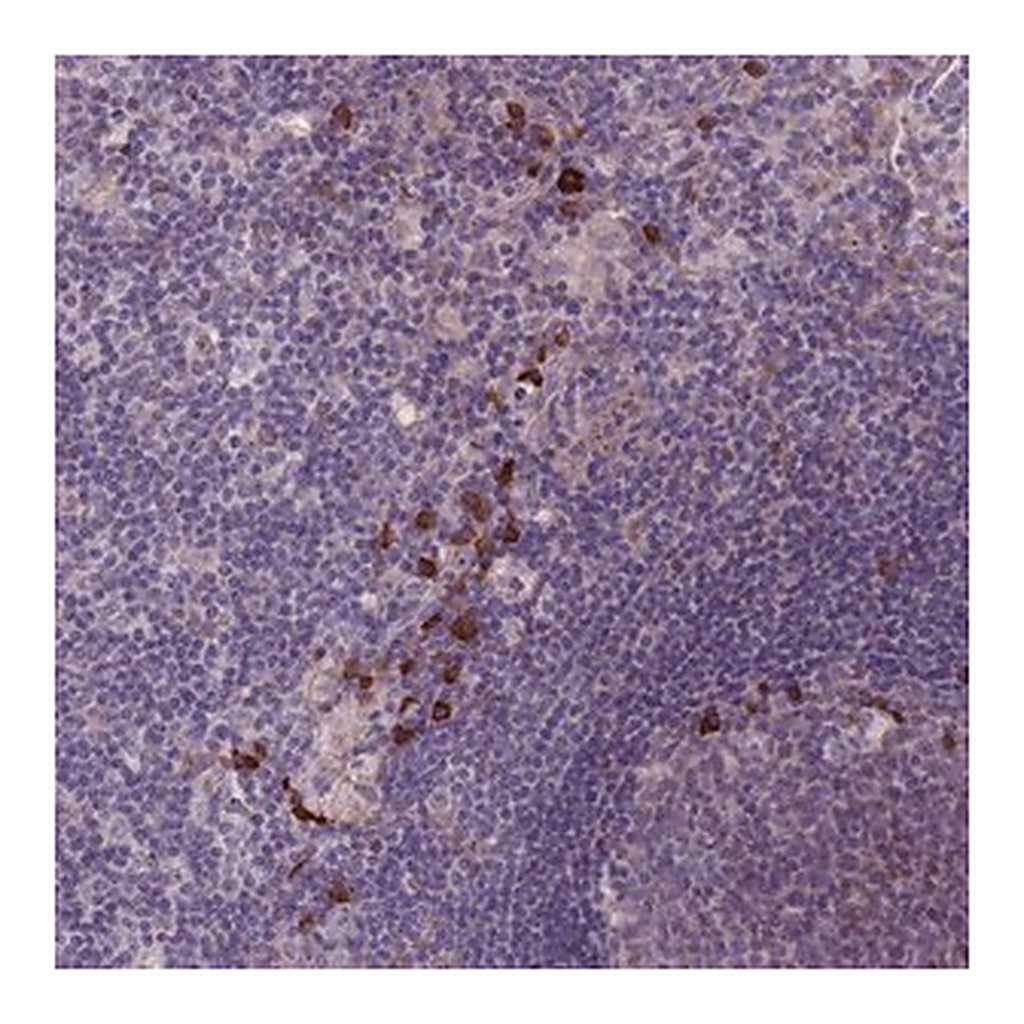 Merck Anti-LTB antibody produced in rabbit