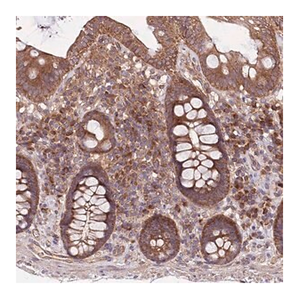Merck Anti-MFNG antibody produced in rabbit