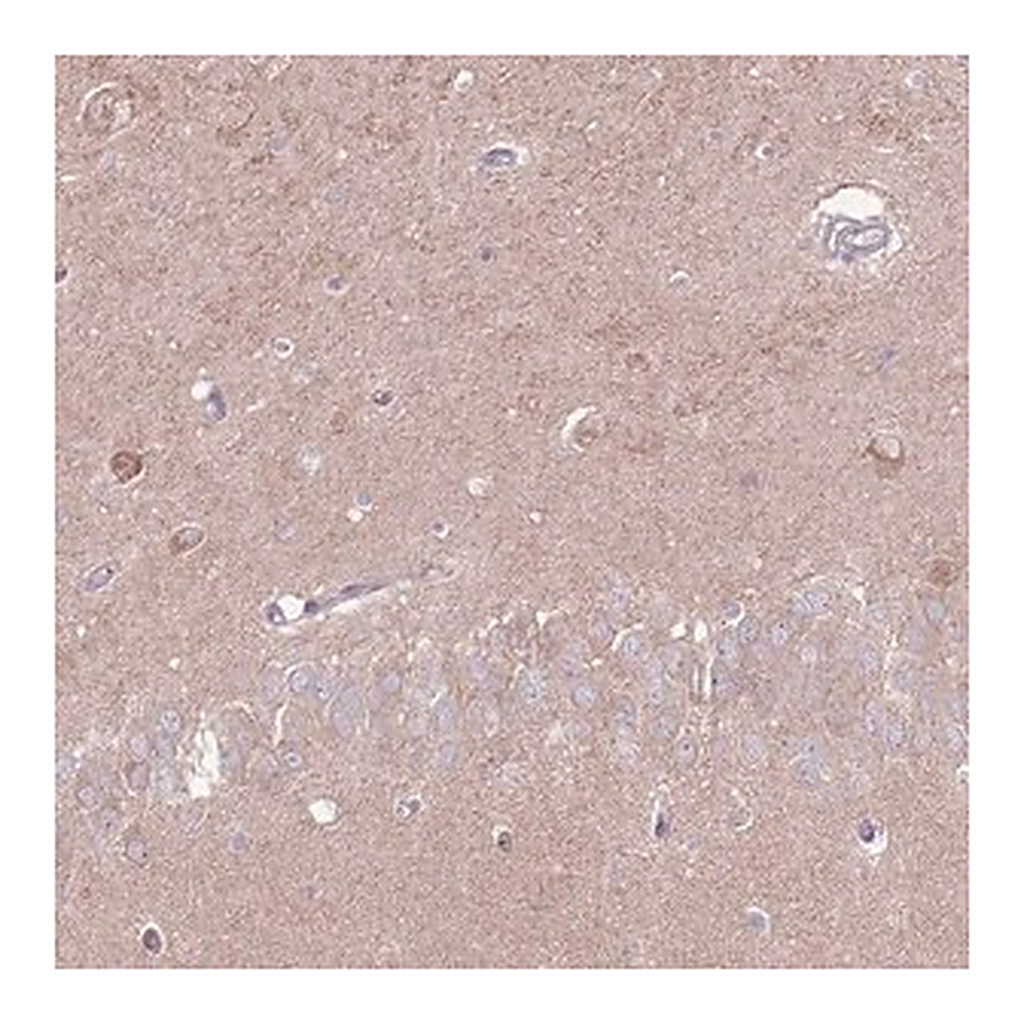 Merck Anti-LRFN3 antibody produced in rabbit