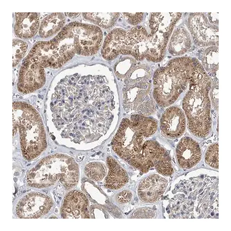 Merck Anti-SLC9A7 antibody produced in rabbit