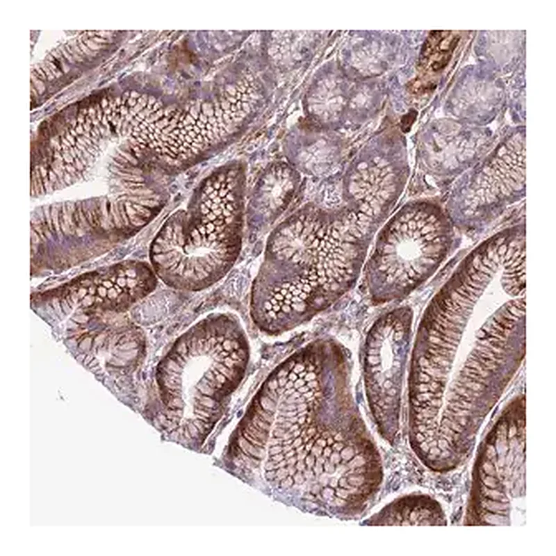 Merck Anti-MRPL32 antibody produced in rabbit